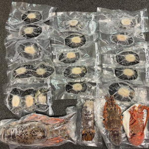 潜水抓龙虾鲍鱼上网兜售 南岛男子被罚6000纽币